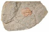 Colorful Kettneraspsis Trilobite With Pos/Neg - Timrzit , Morocco #270566-3